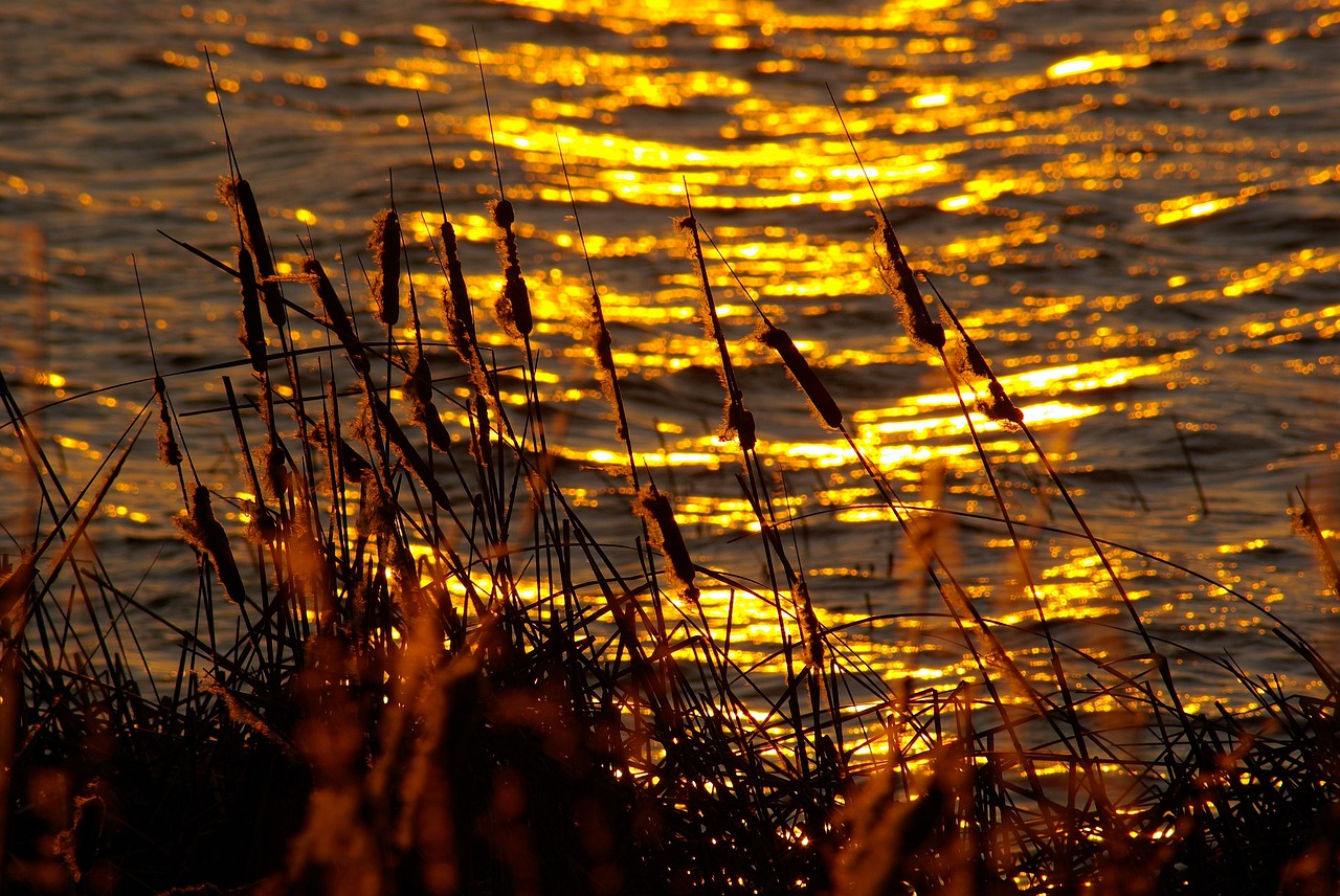 sunset reflections on water  cattails  water free photo
