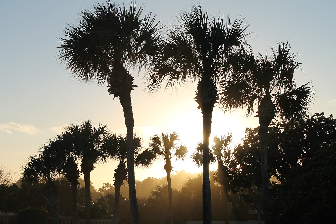 sunset through palms beach nature free photo
