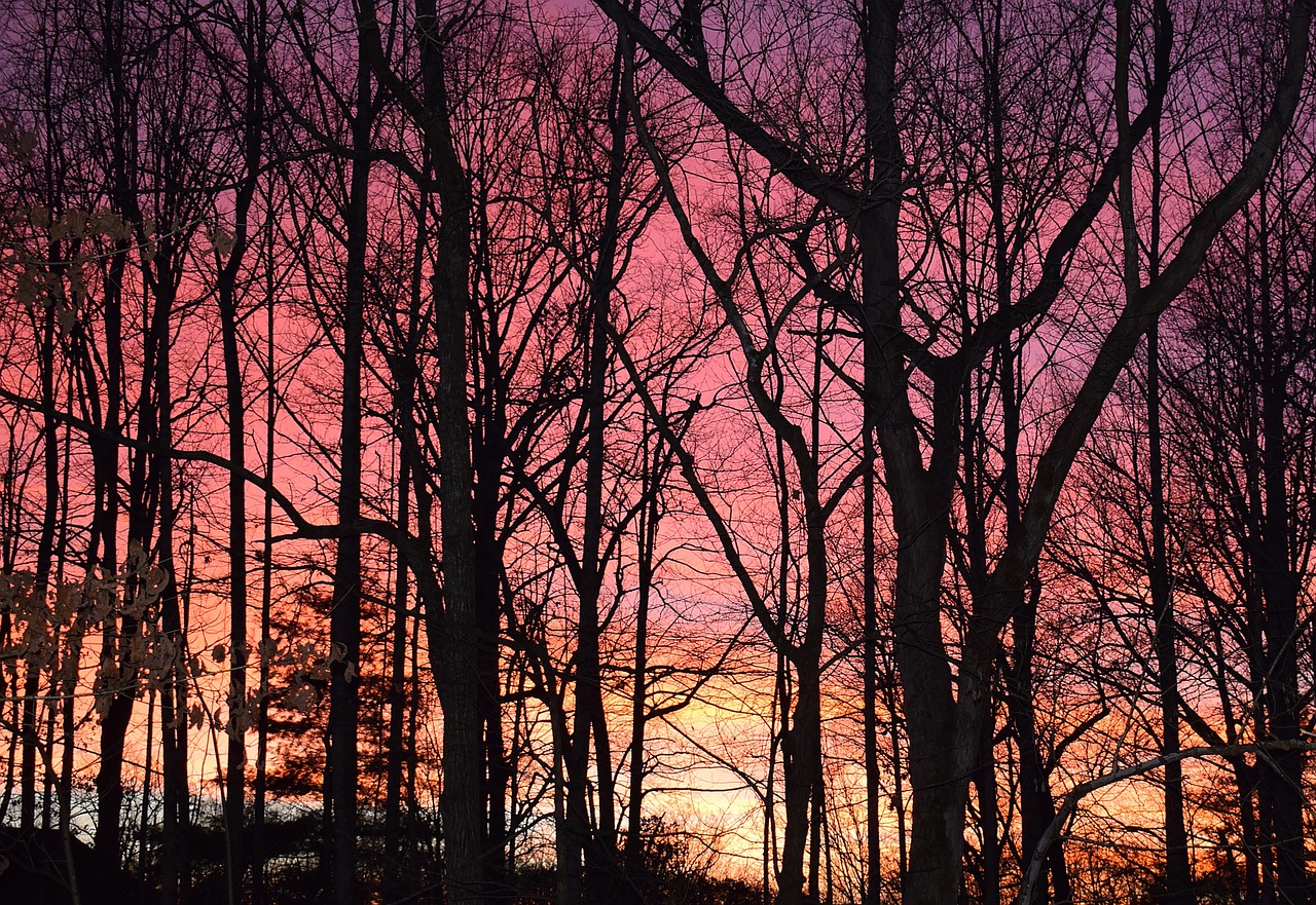 sunset through the trees sunset winter free photo