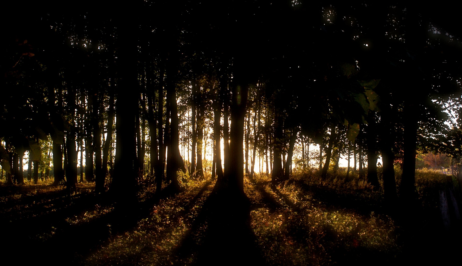 darkness forest gold free photo