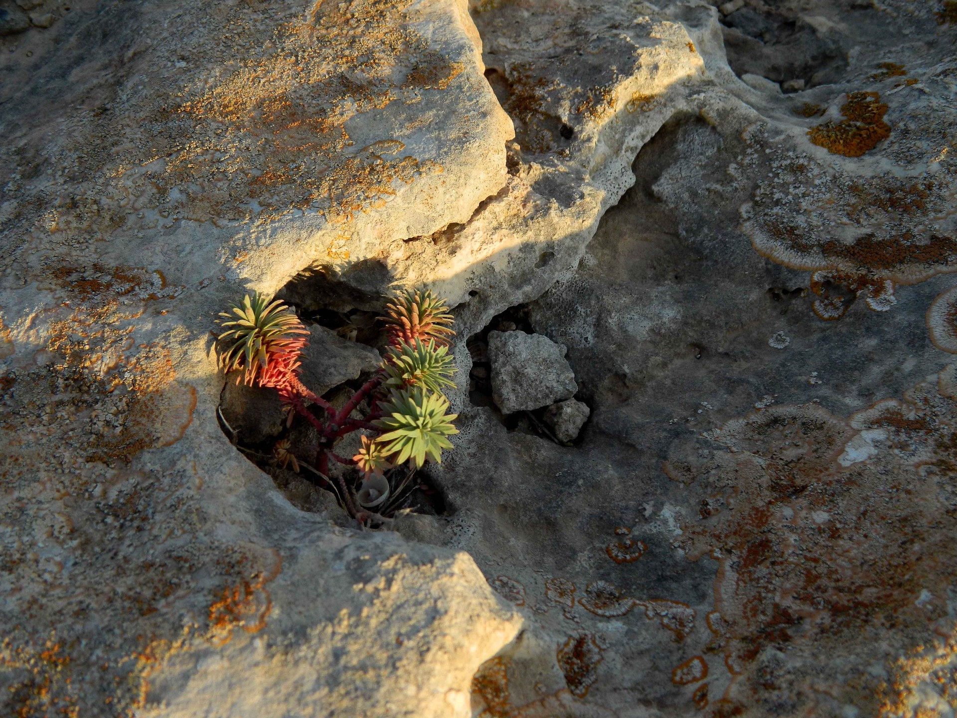 sunset plant plants free photo