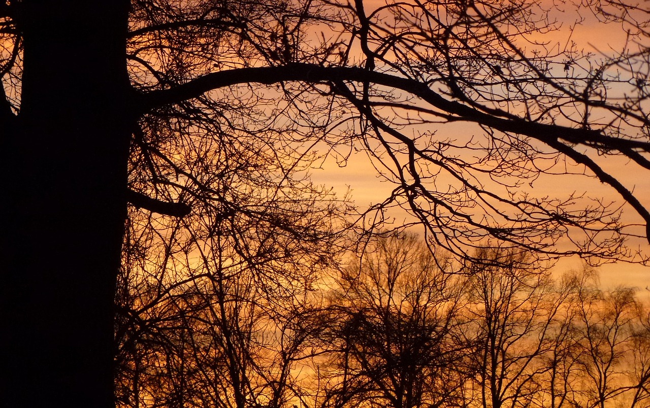 sunset tree evening sky mood free photo