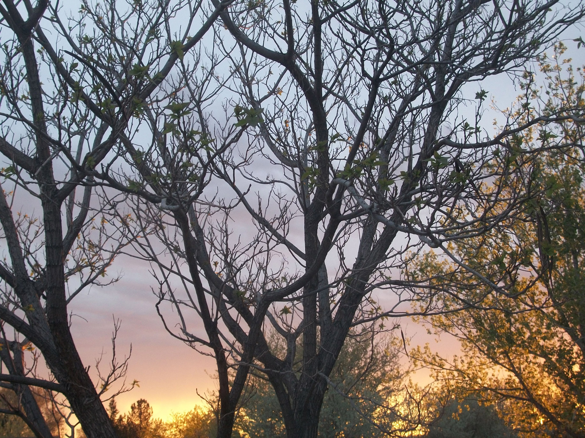 trees landscape sunset free photo