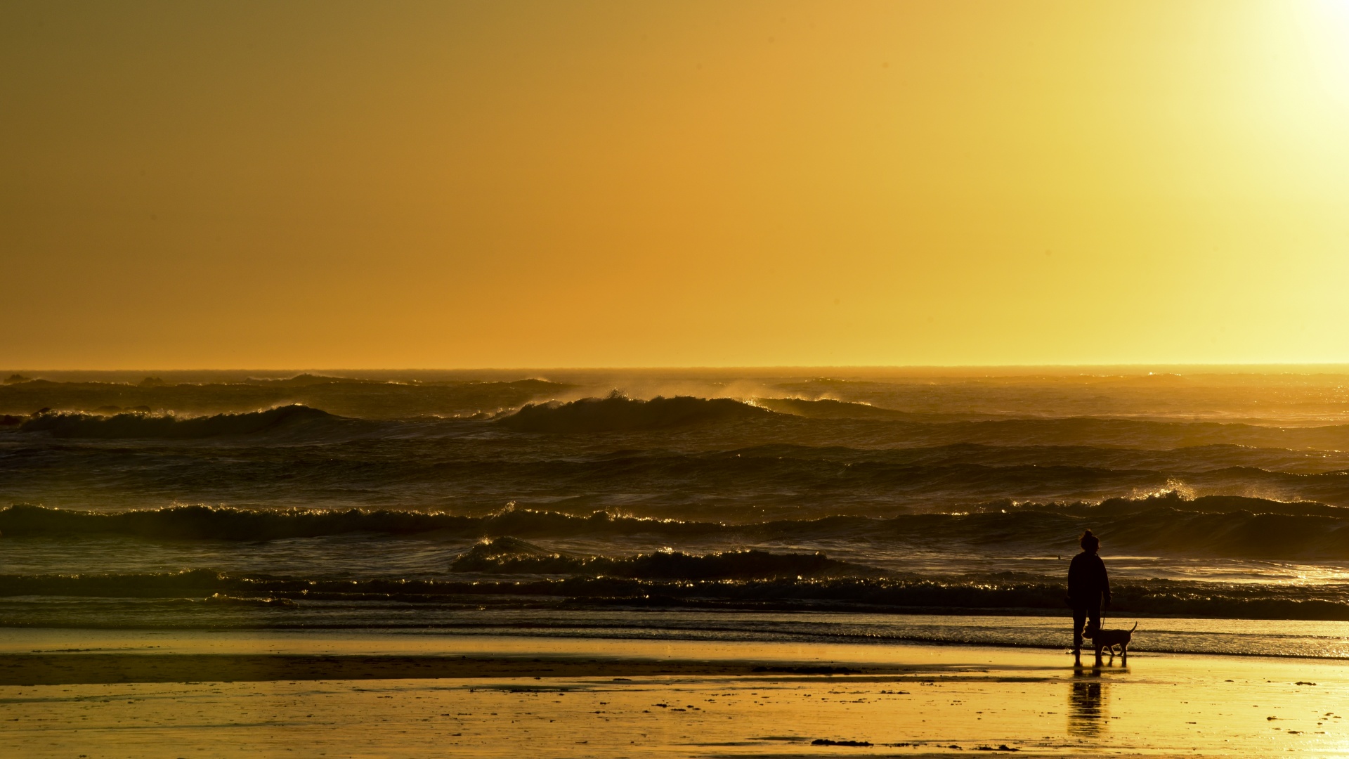 dog beach sunset free photo