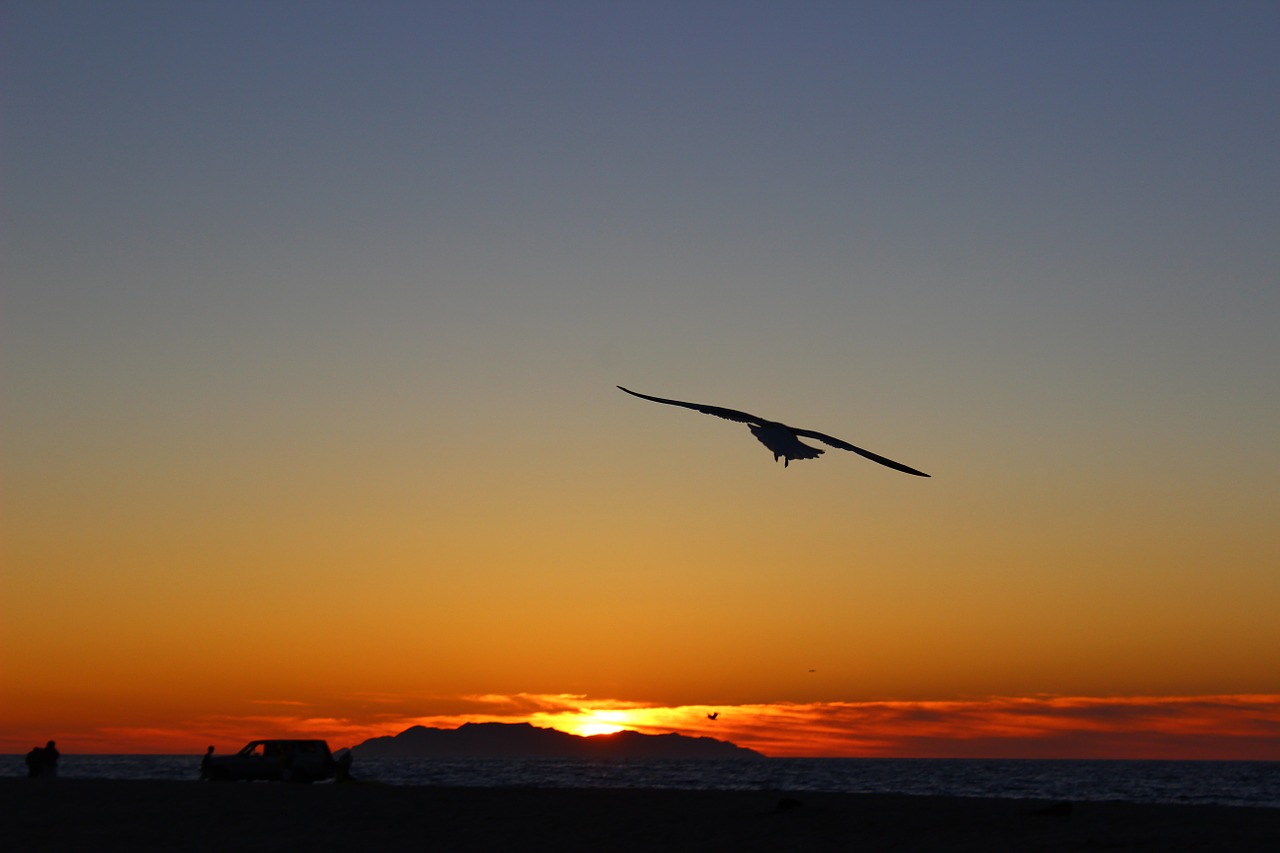 sunsets flight landscapes free photo