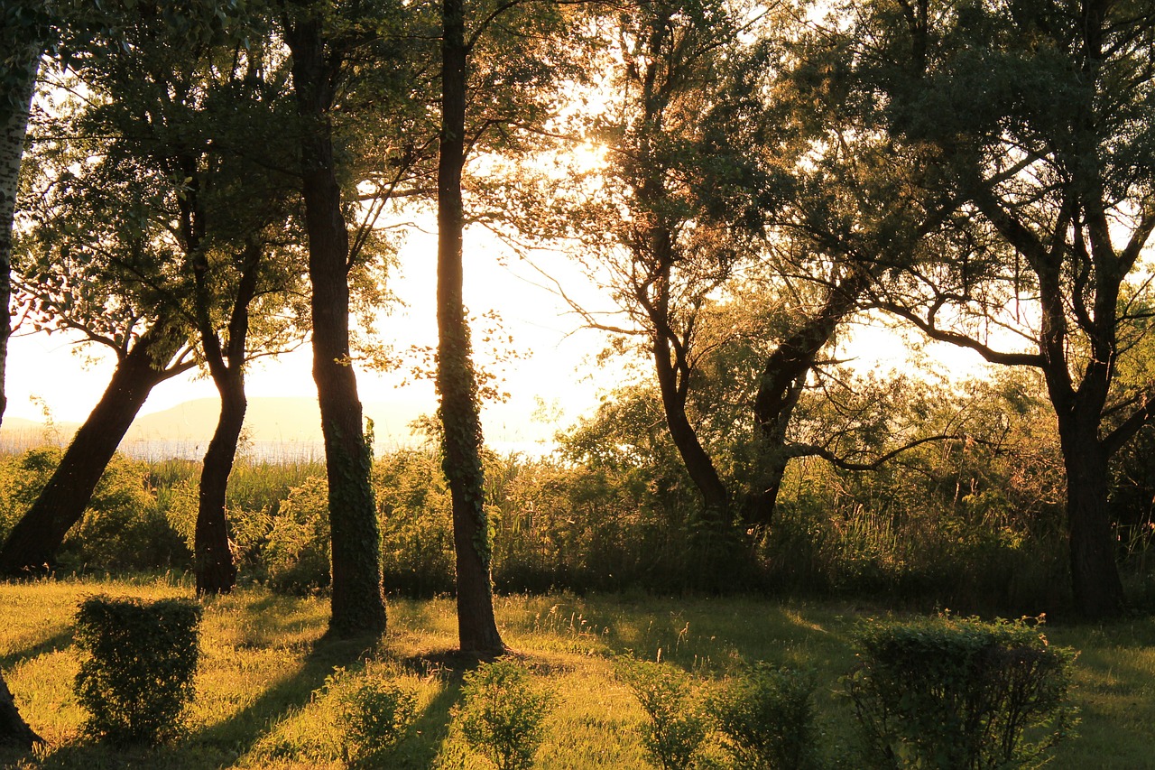 sunshine trees light and shadow free photo