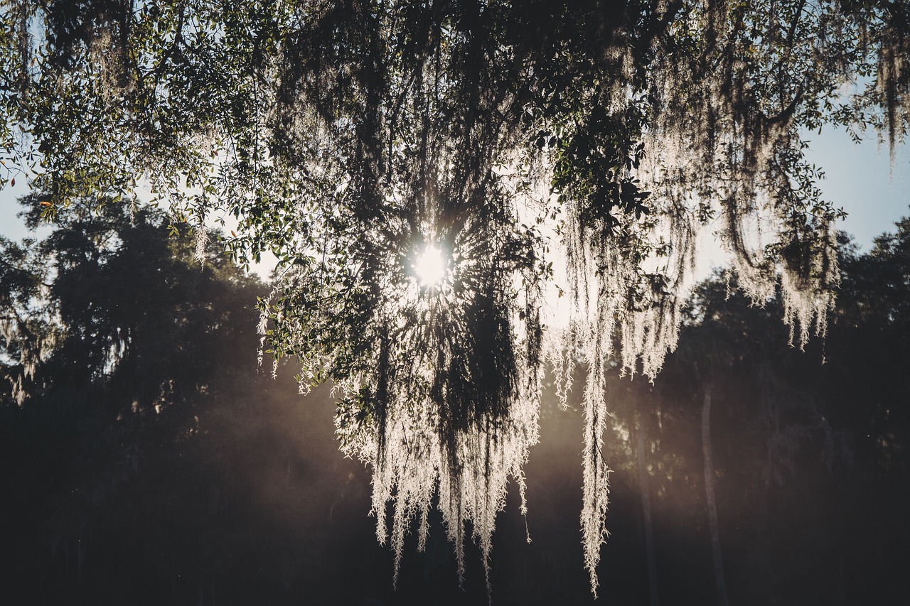 sunshine tree outdoor free photo