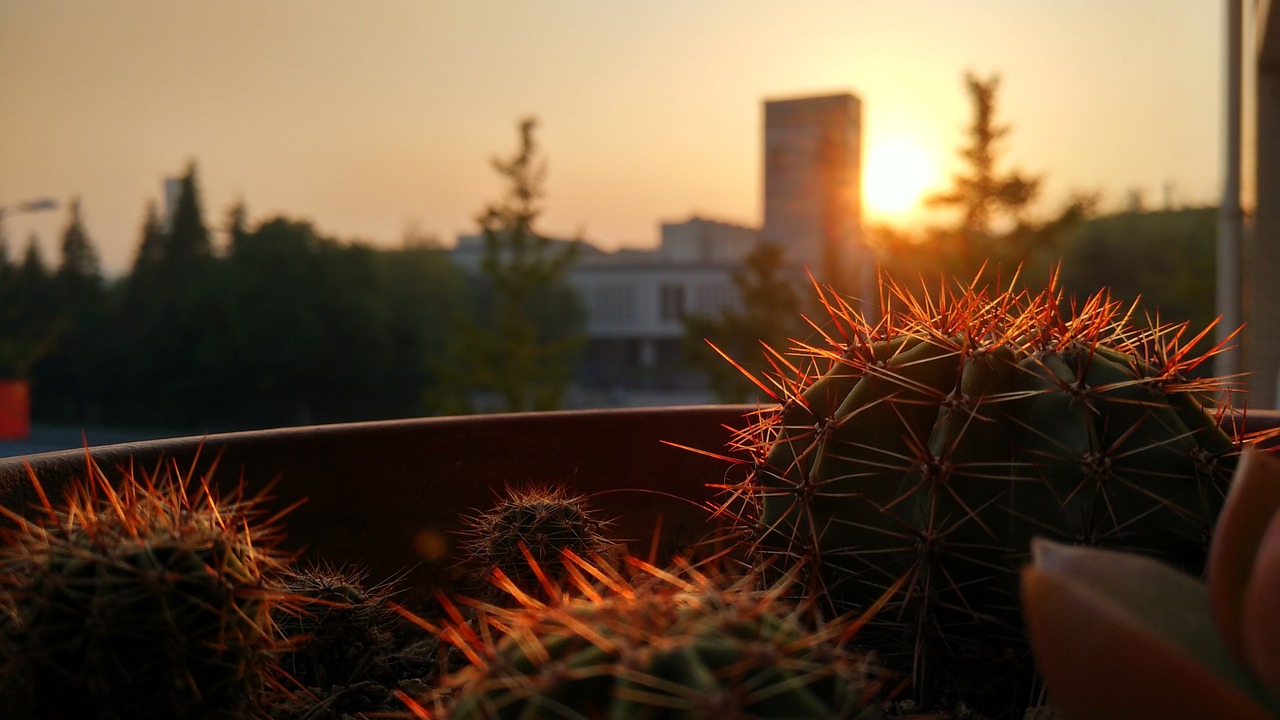 sunshine sunset cactus free photo