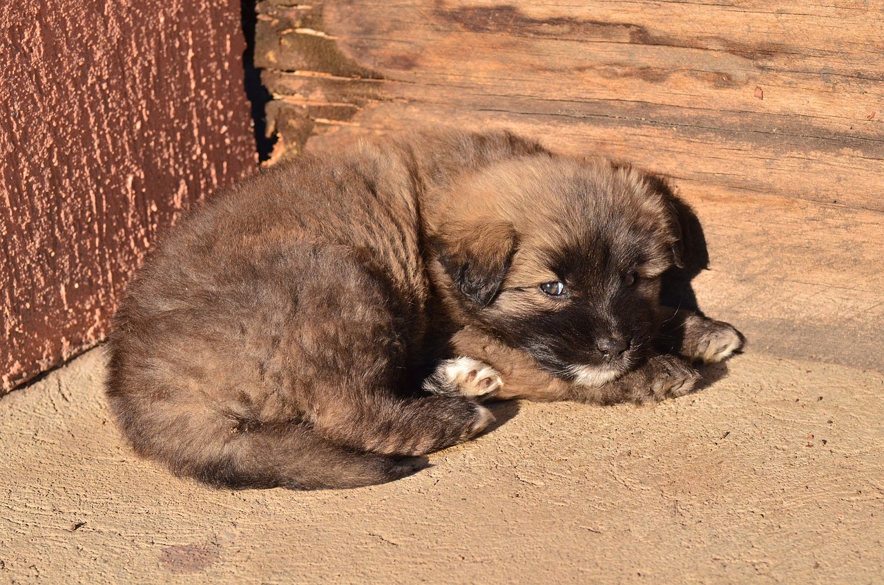 sunshine puppy fauna free photo