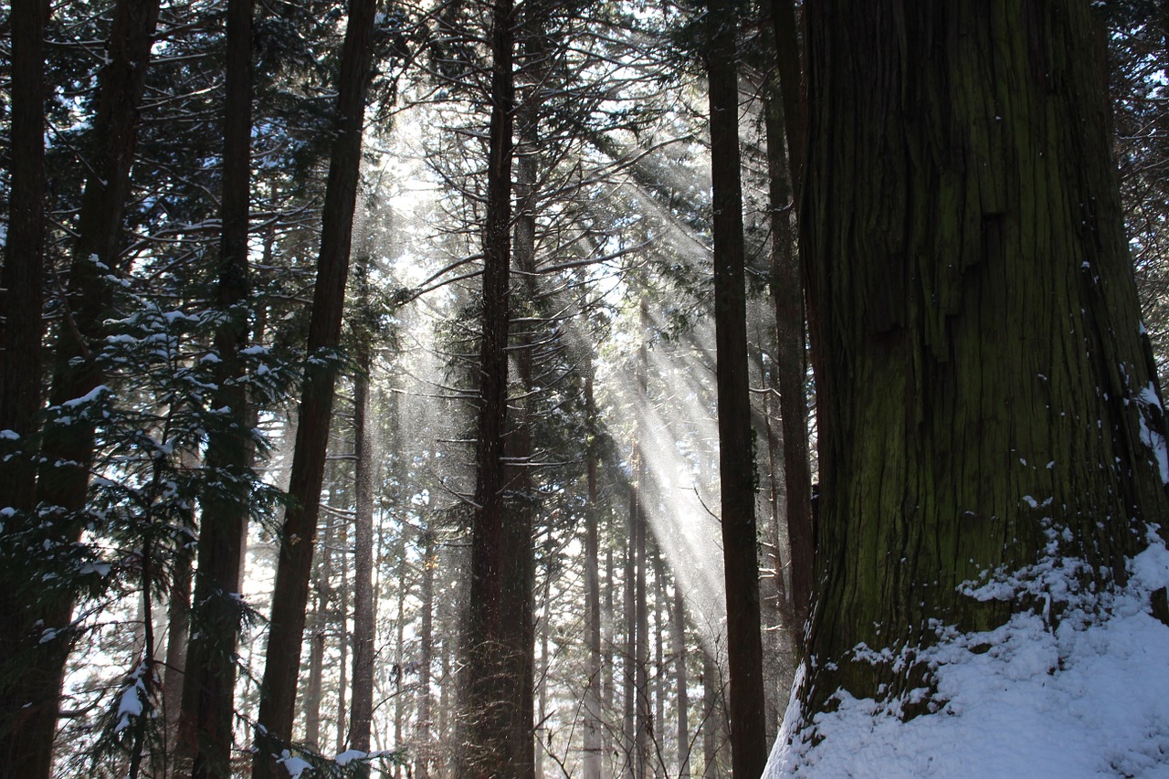 sunshine tree forest free photo