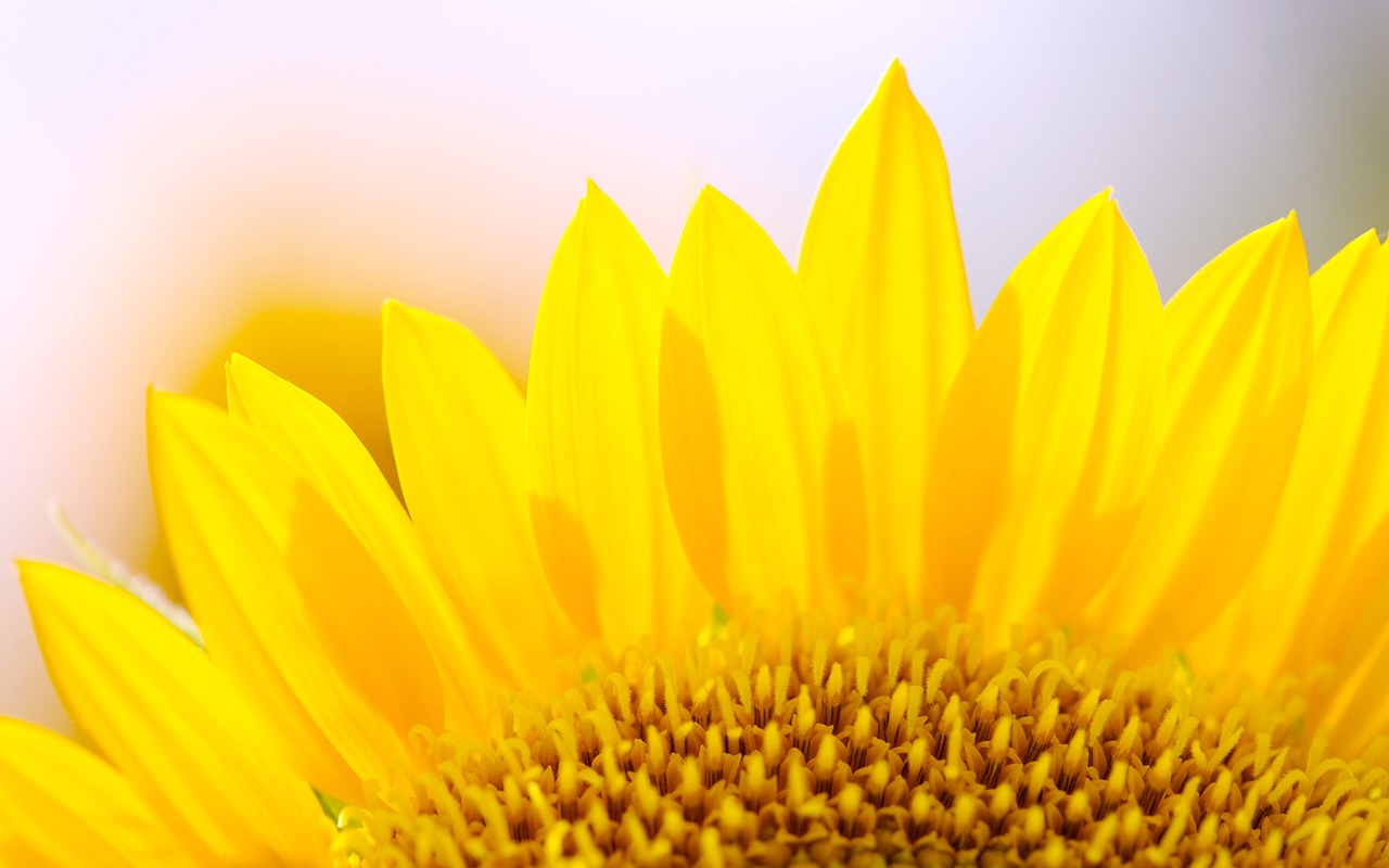 sunshine flowers sunflower free photo