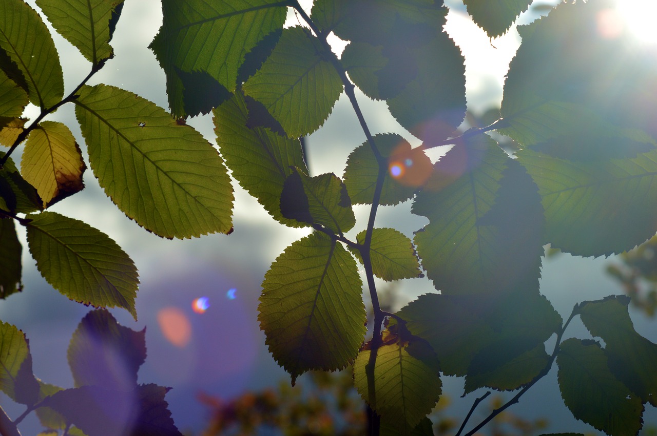 sunshine leaves patterns free photo