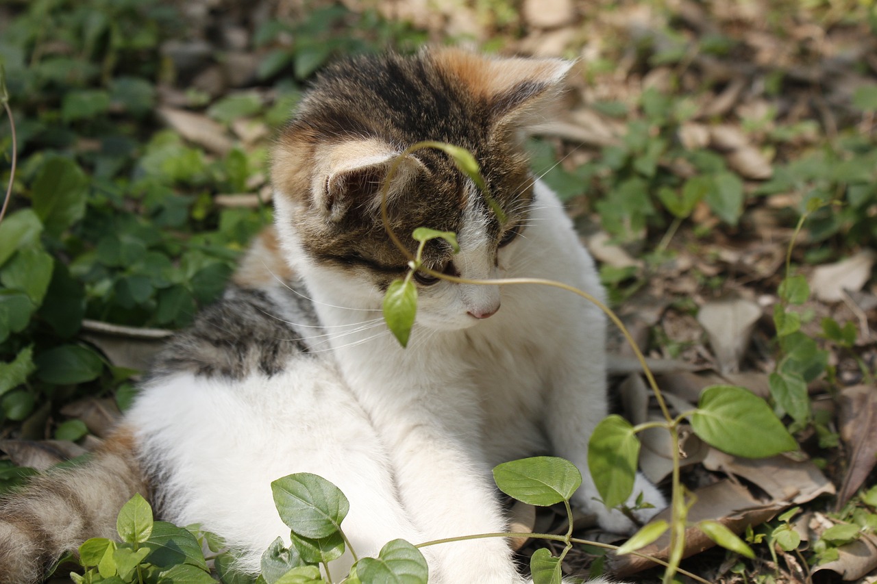 sunshine kitty paw free photo