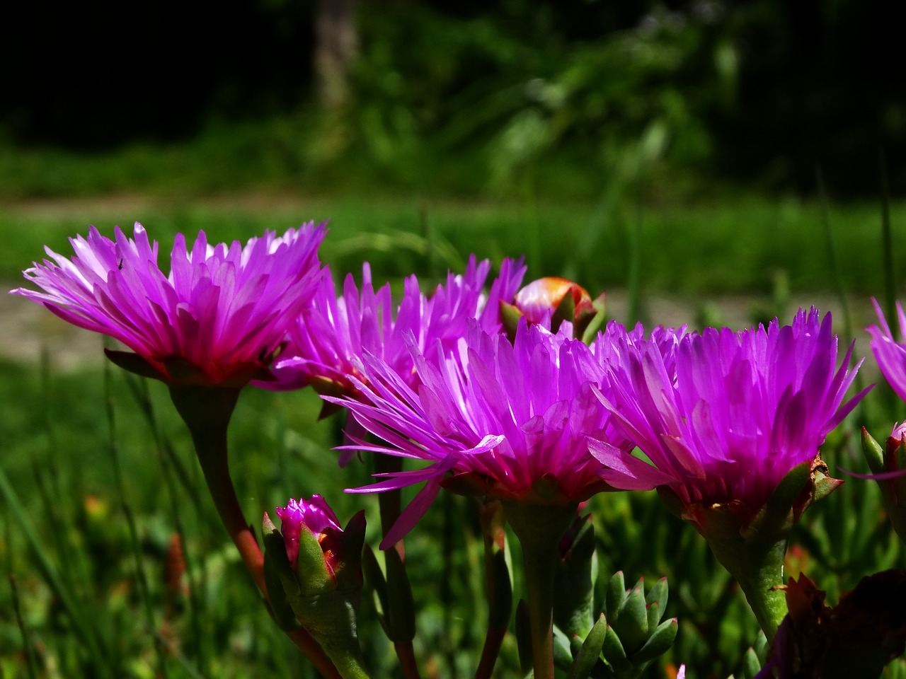 sunshine flower garden free photo