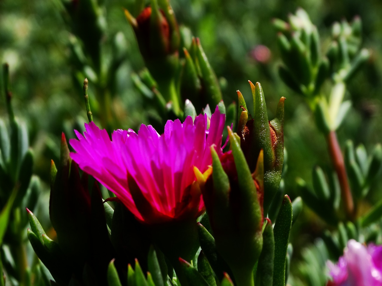 sunshine flower garden free photo