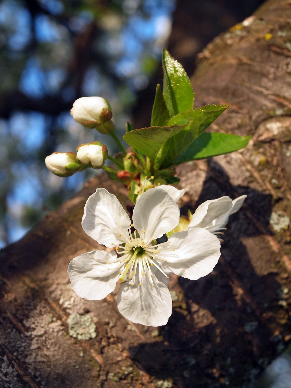 sunshine meggyvirág flower buds free photo