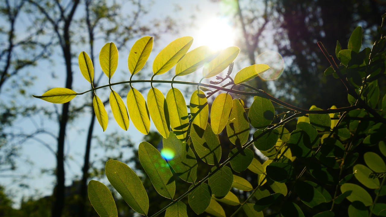 sunshine the leaves bright free photo