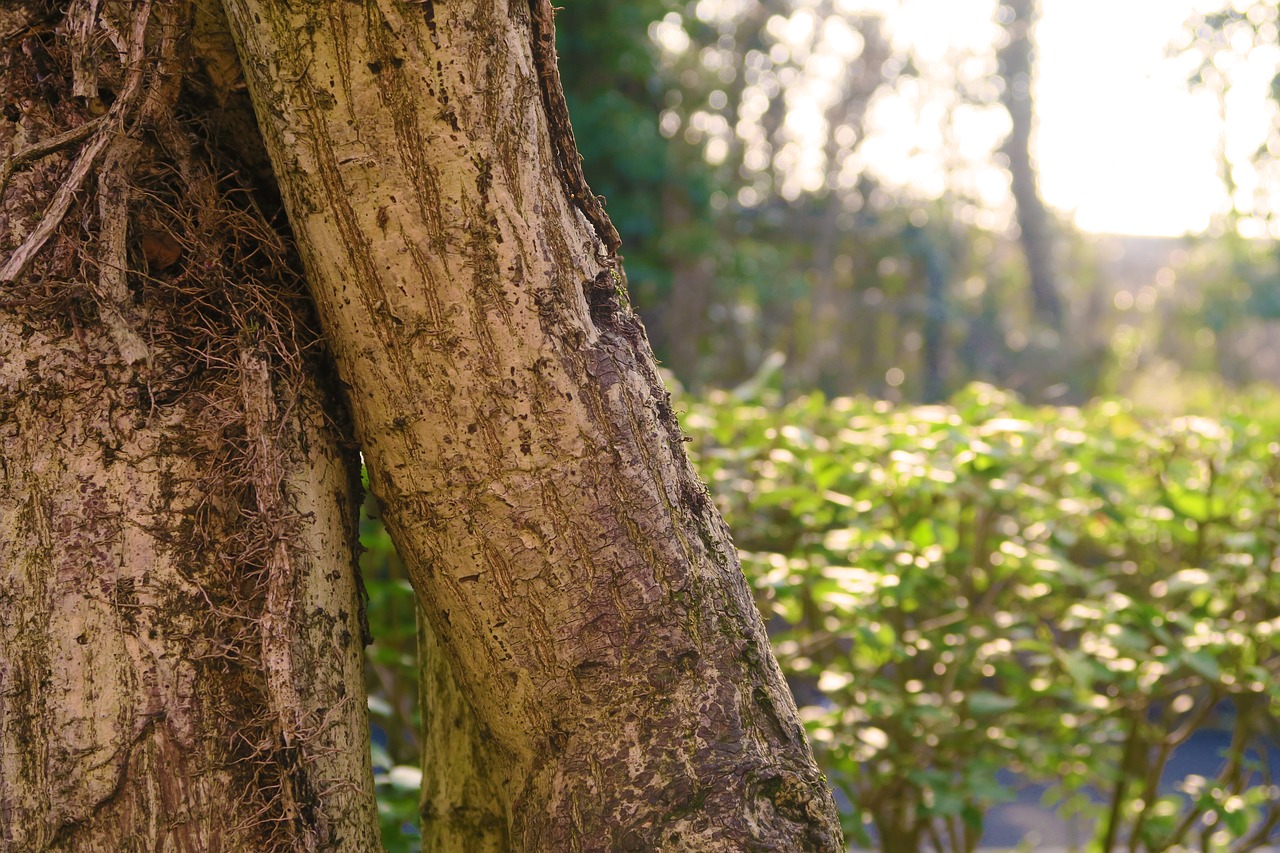 sunshine vibrant tree free photo