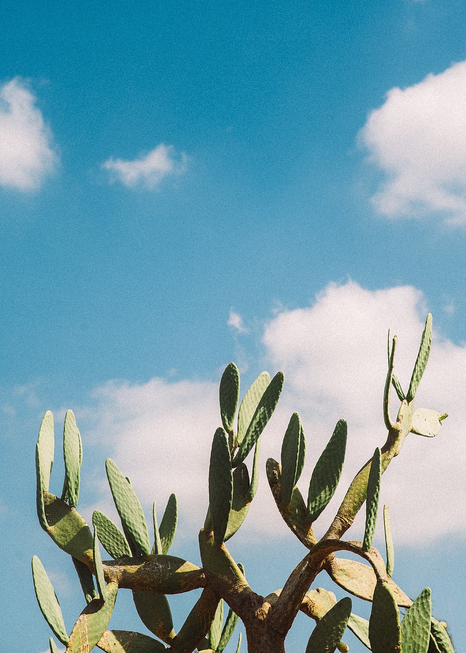 sunshine plant sky free photo