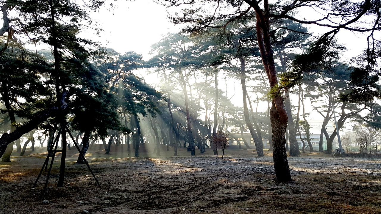 sunshine pine forest free photo
