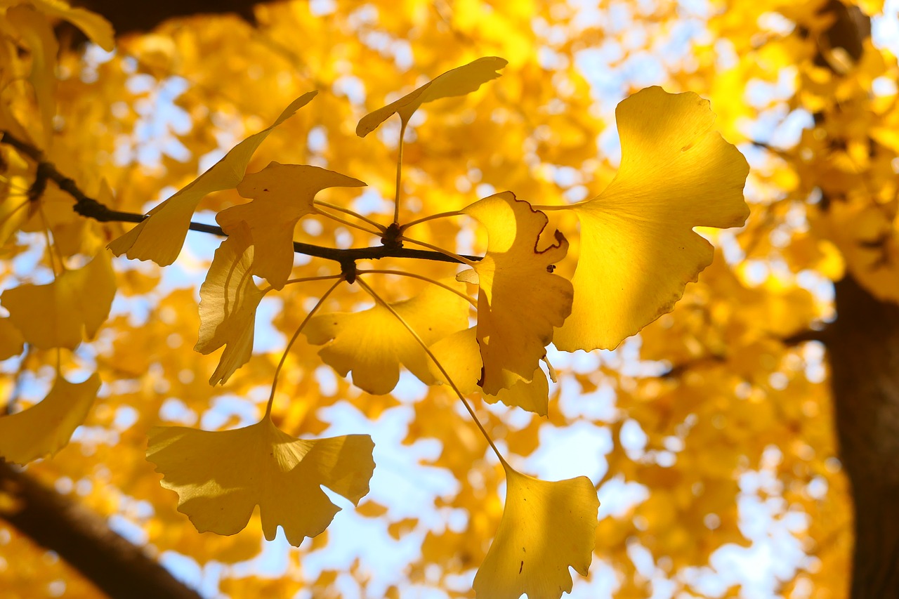 sunshine golden fall free photo