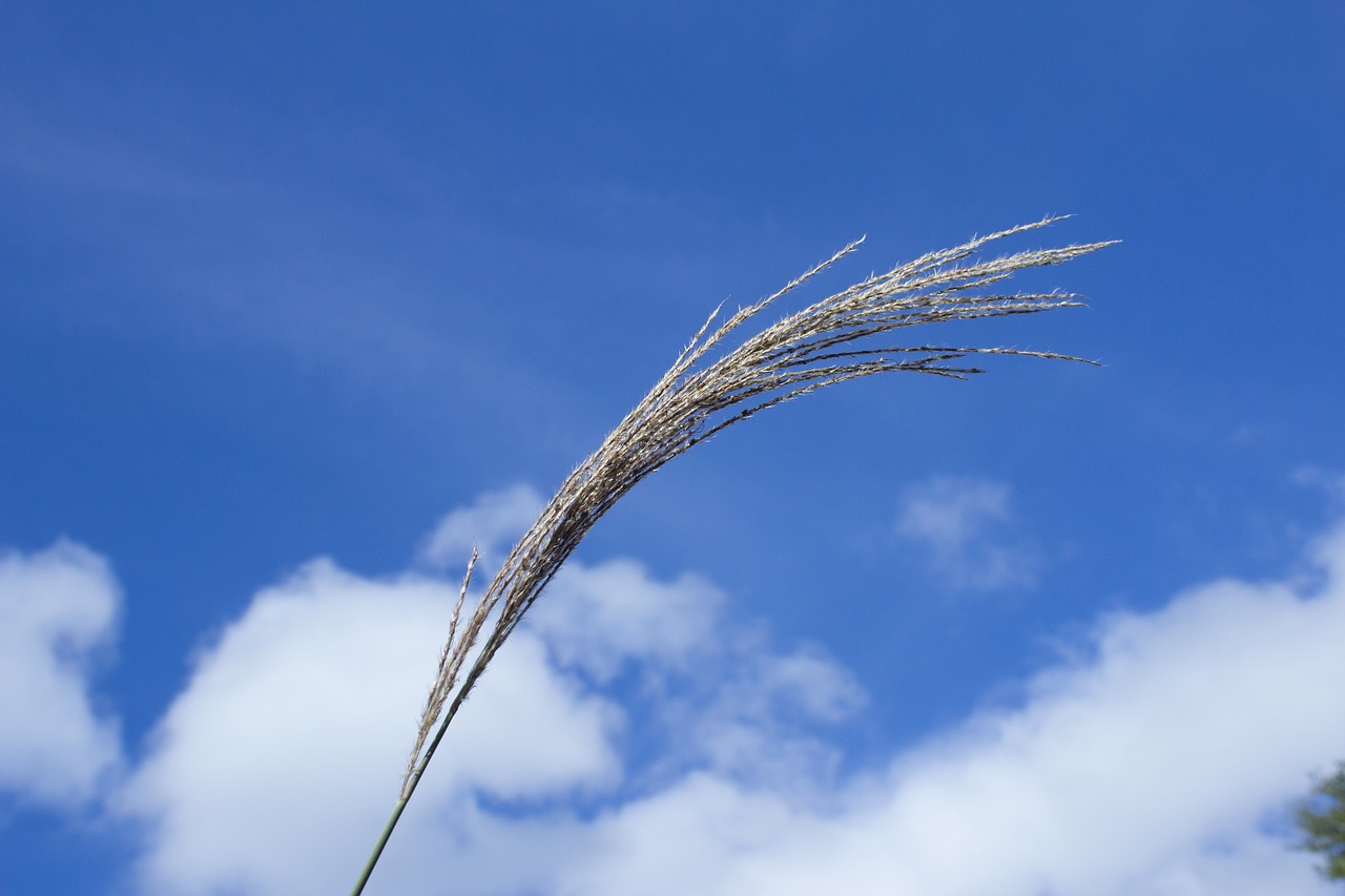 sunshine  sky  cloud free photo