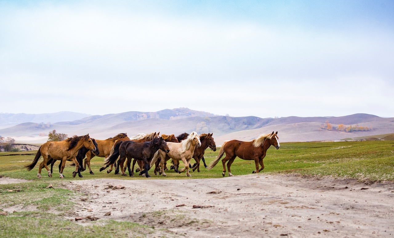 sunshine  desert  horses free photo