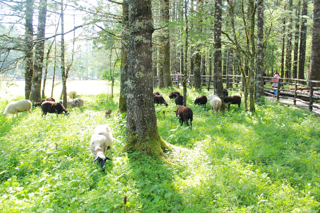 sunshine tree sheep free photo