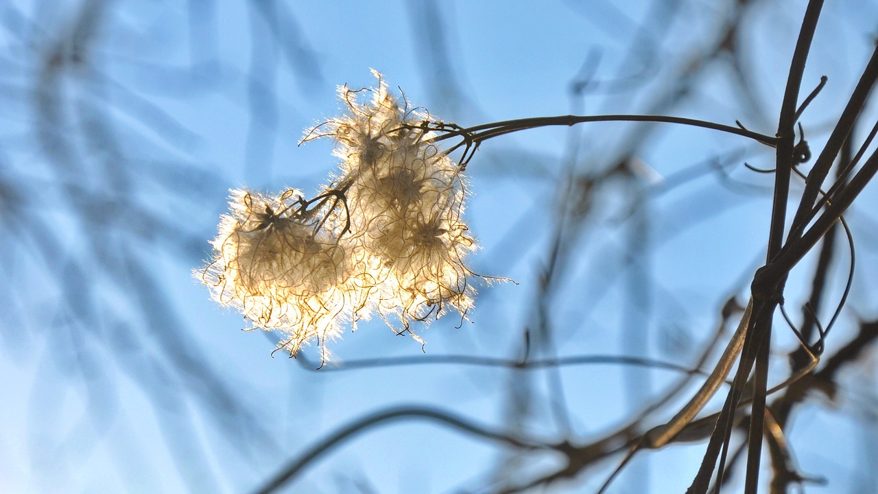 sunshine spring nature free photo