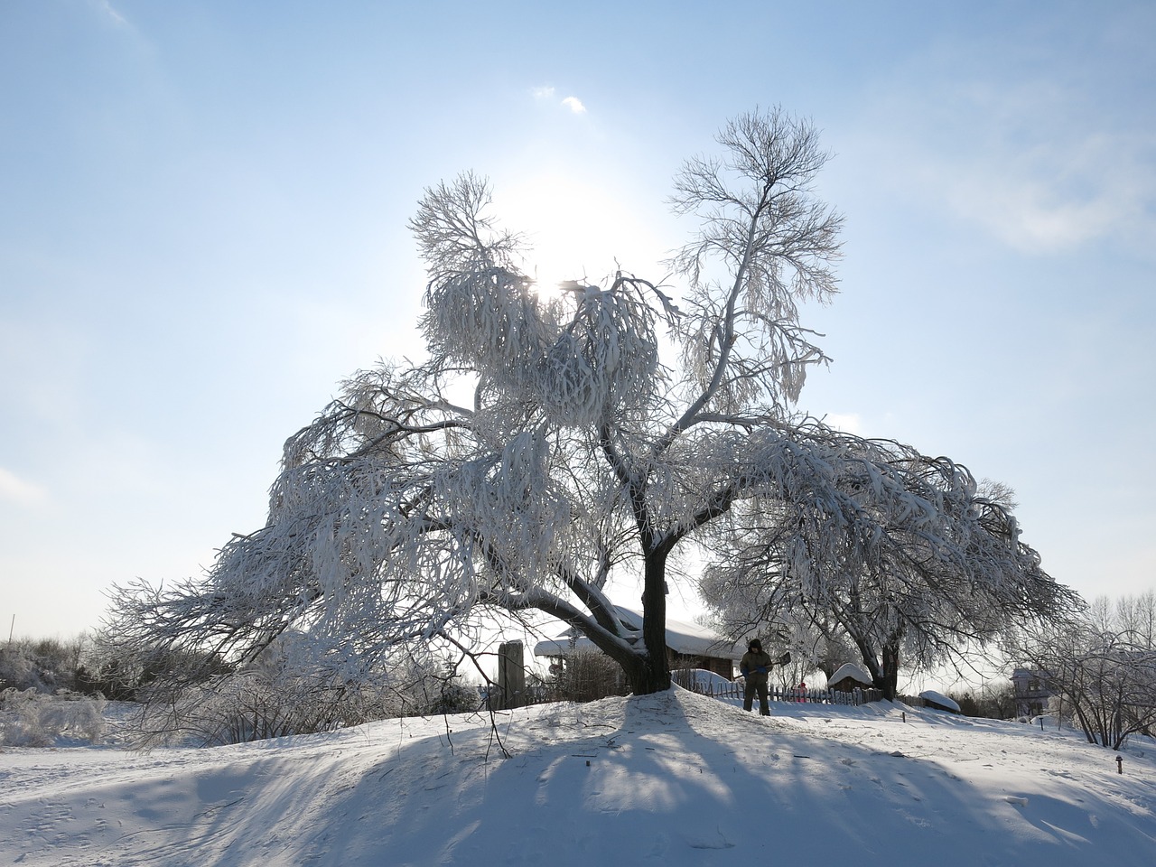 sunshine snow and ice hanging tree free photo