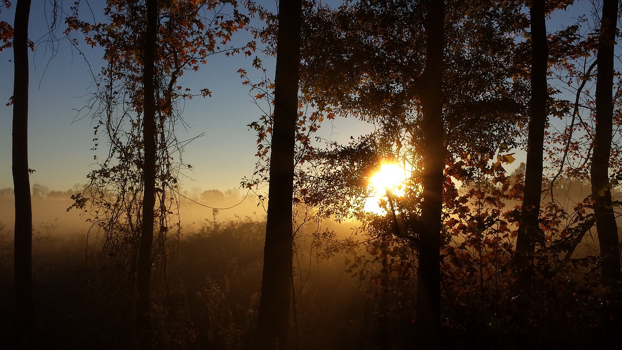 sunshine sunrise bare trees free photo