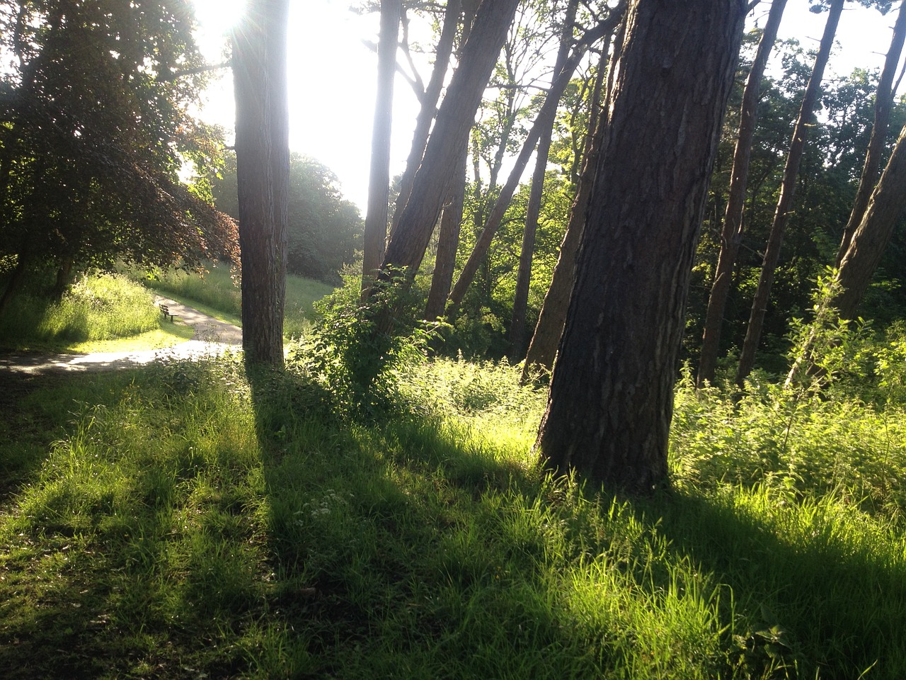 sunshine sunset path free photo