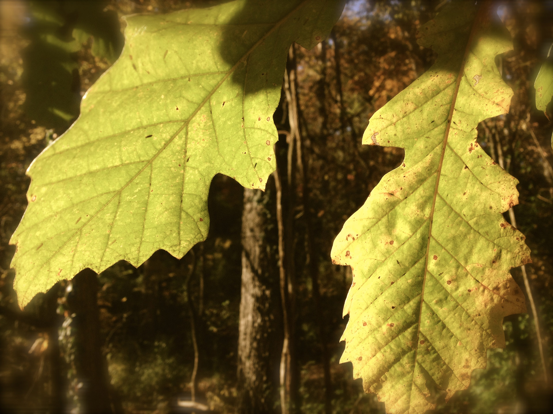 autumn fall forest free photo