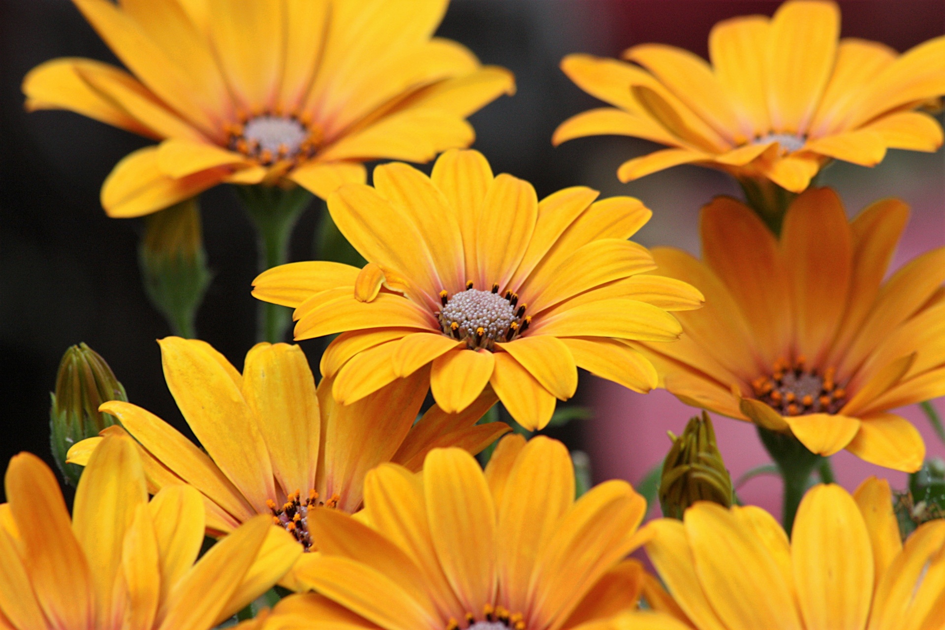 nature flowers daisies free photo