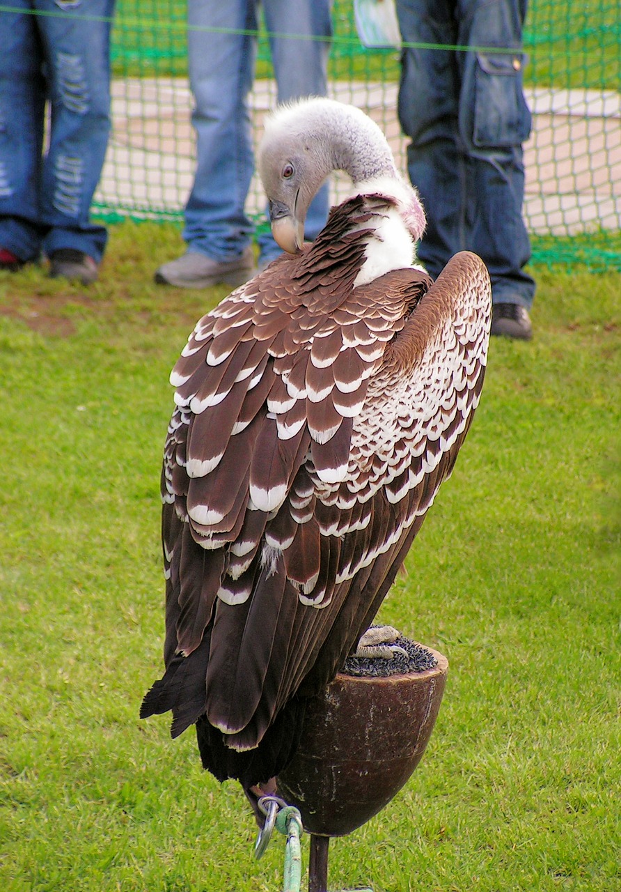 sup breeding raptors scavenger free photo