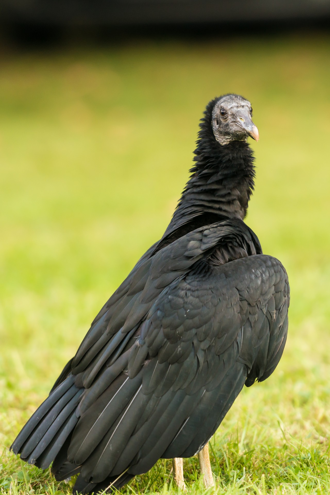 vulture bird wings free photo