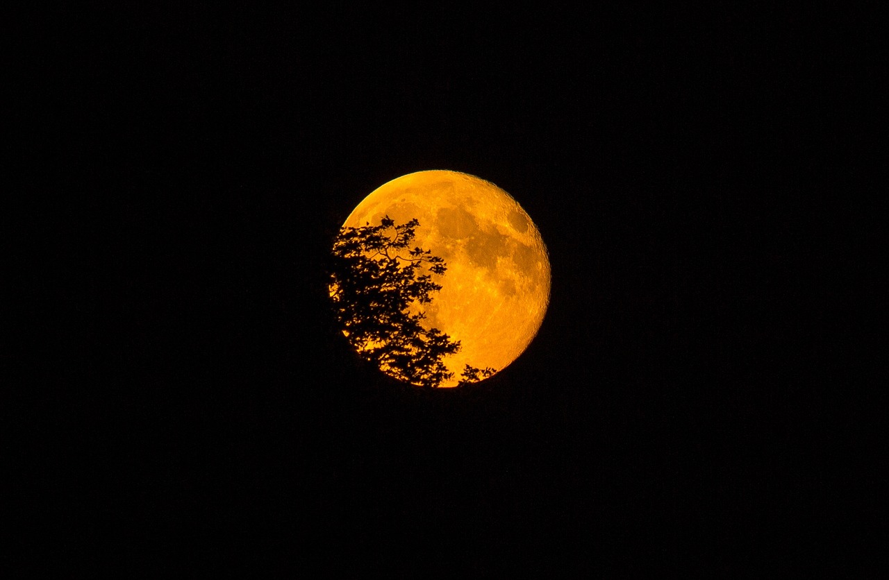 super moon leaves tree free photo