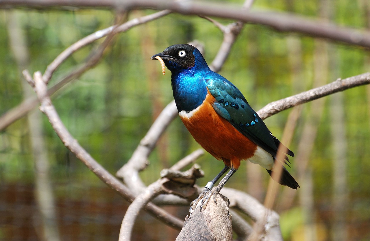 superb glossy starling free photo