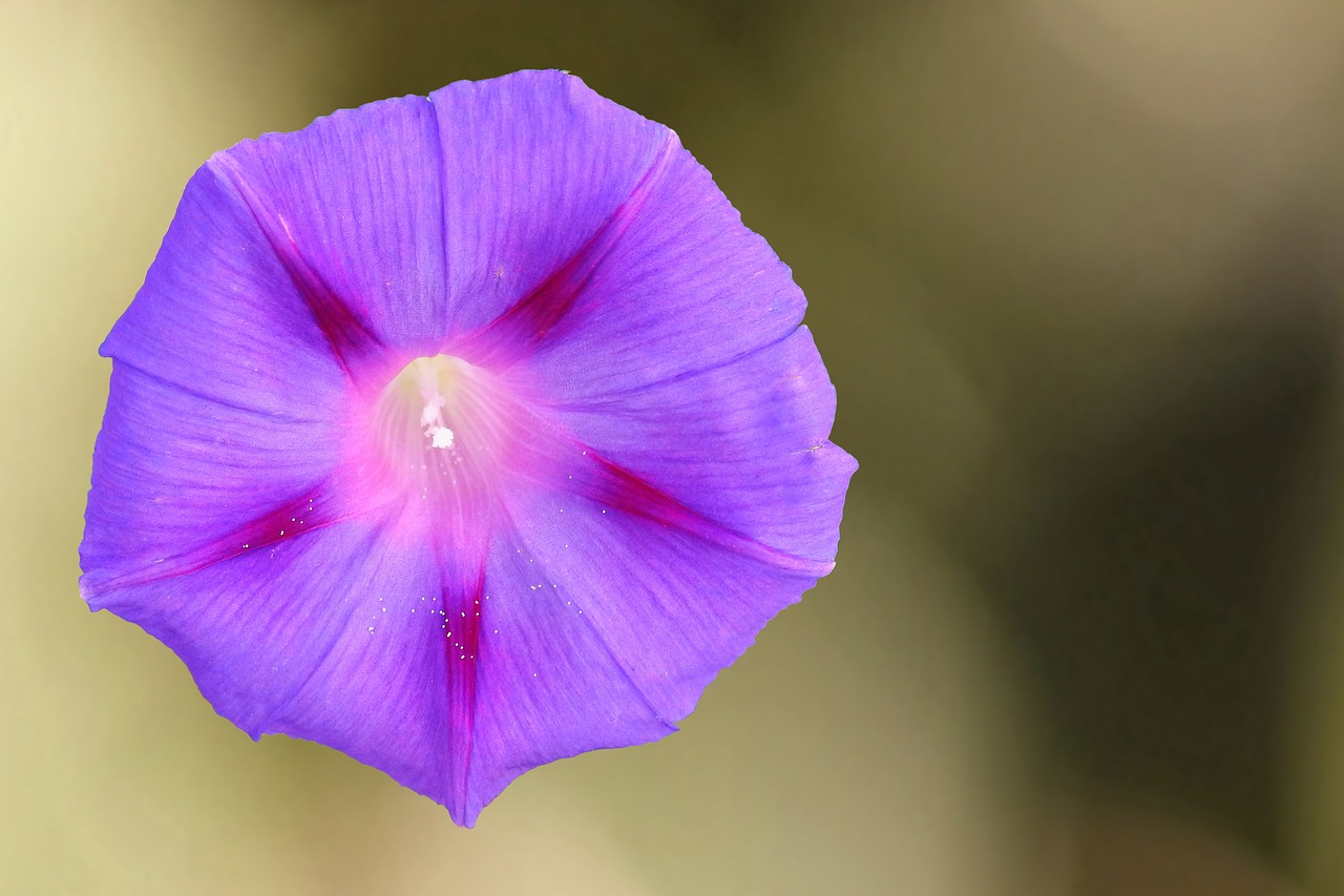 superb thread winds blossom free photo