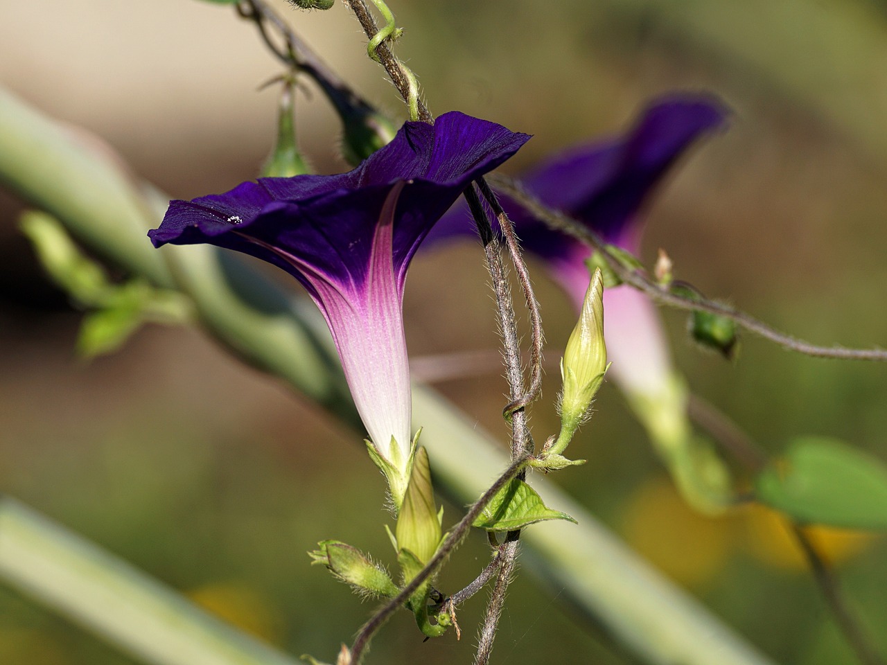 superb thread  violet  climber plant free photo