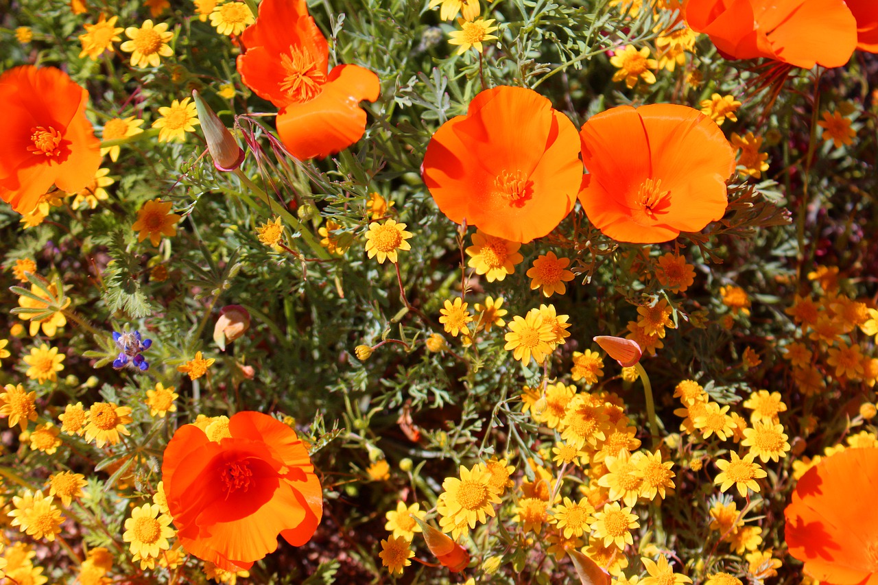 superbloom  poppies  california free photo