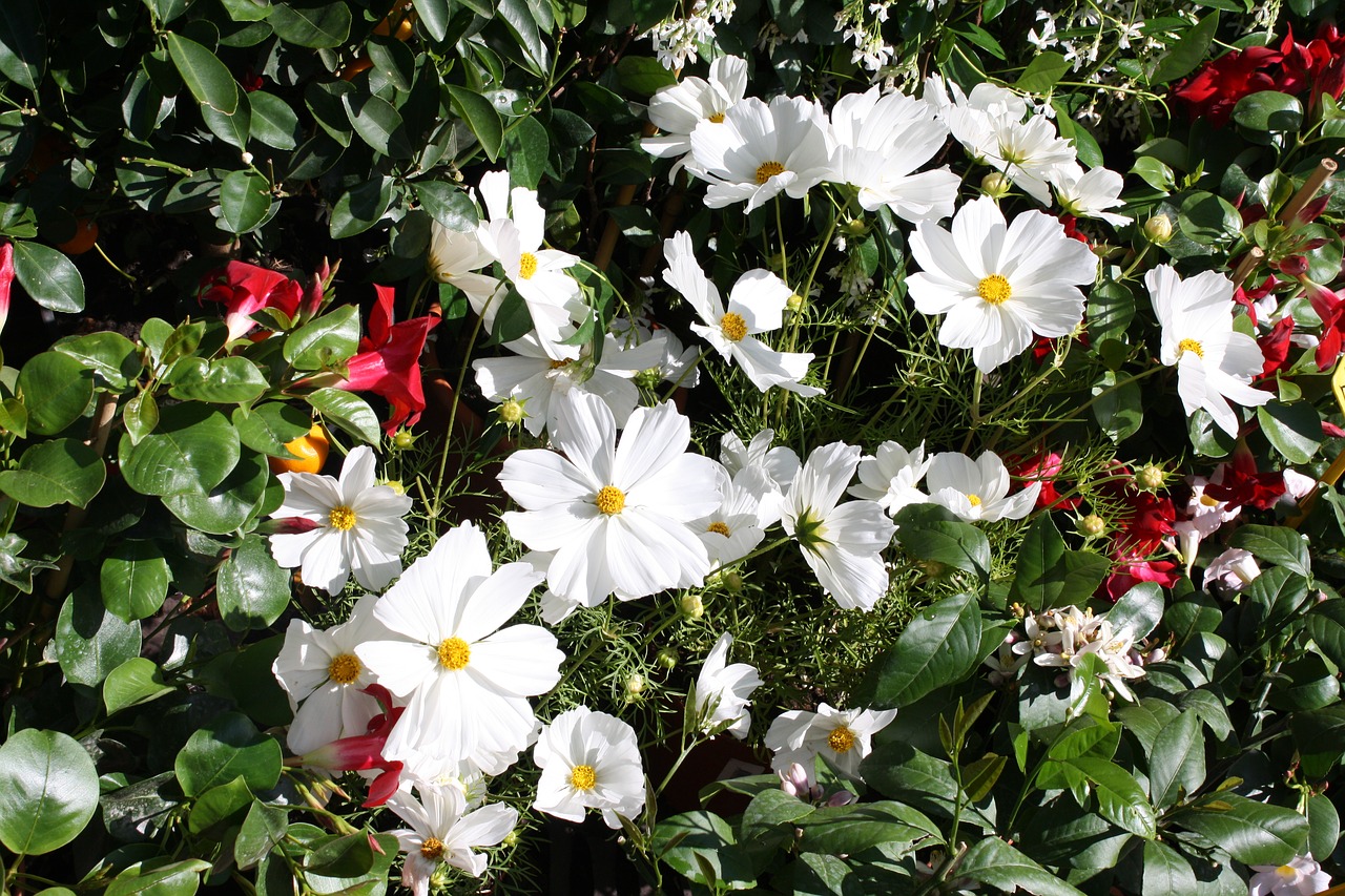 supplies white flower free photo