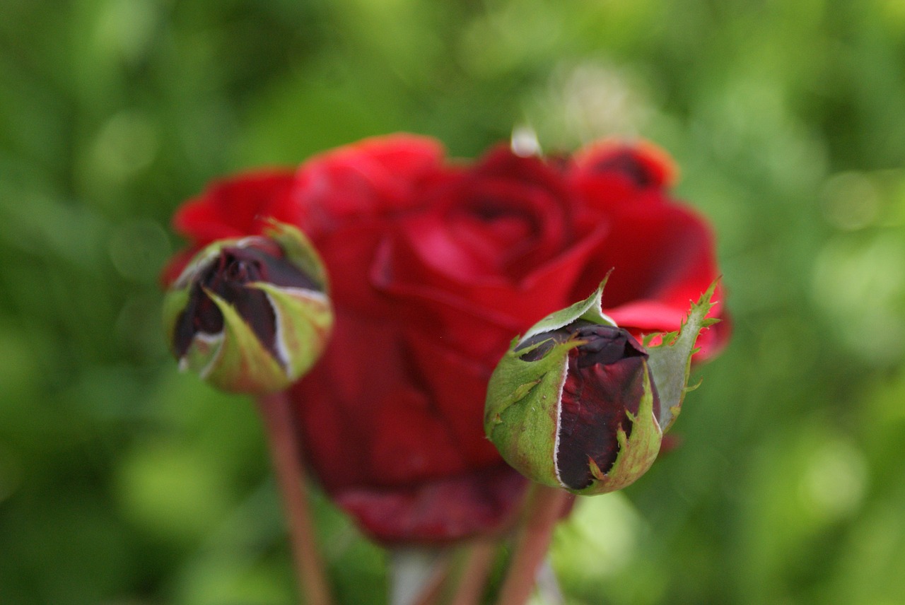 supplies  flowers  roses free photo