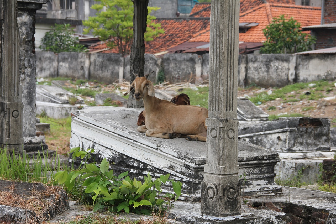 surabaya goat cemetery free photo