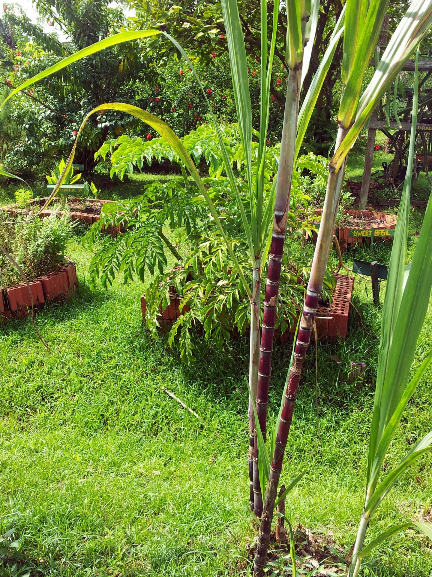 sugar cane plant free photo