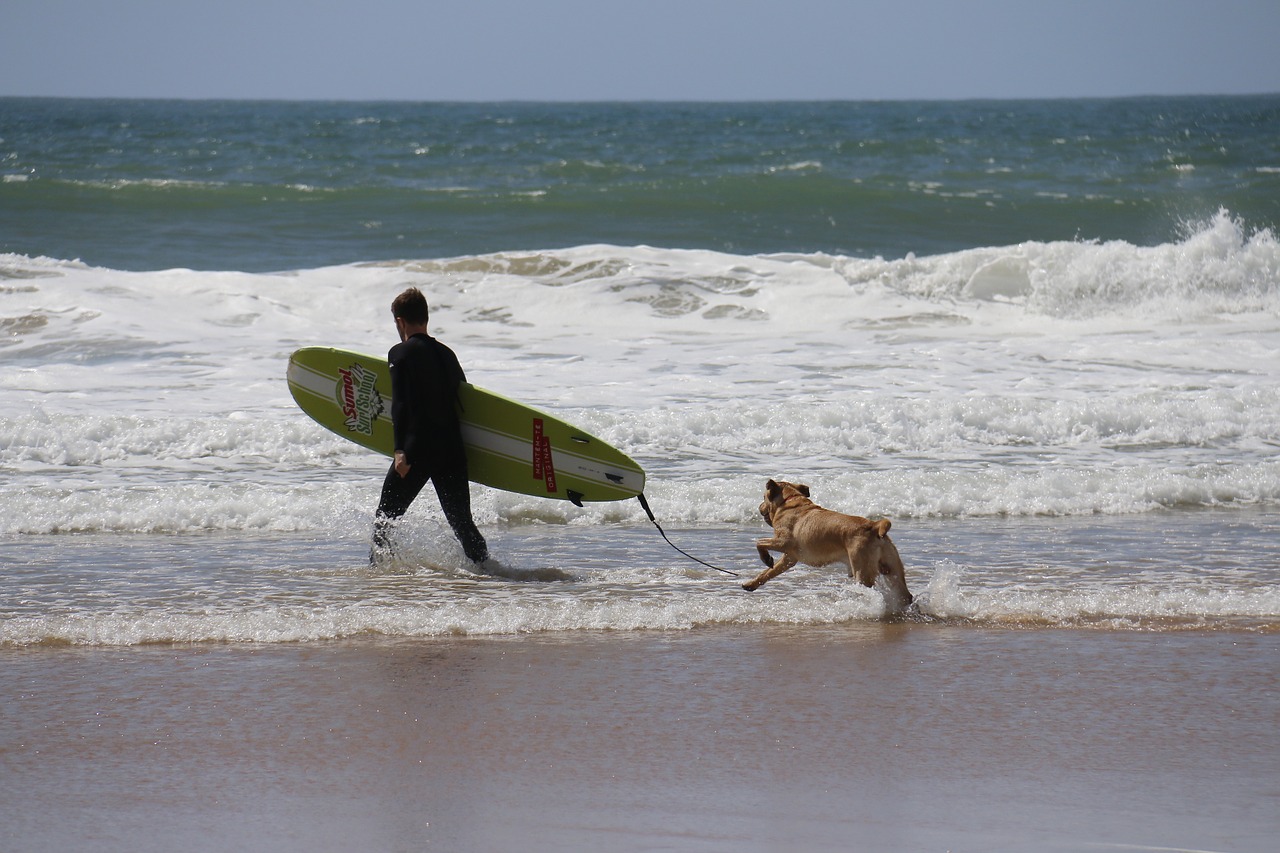 surf dog companion free photo
