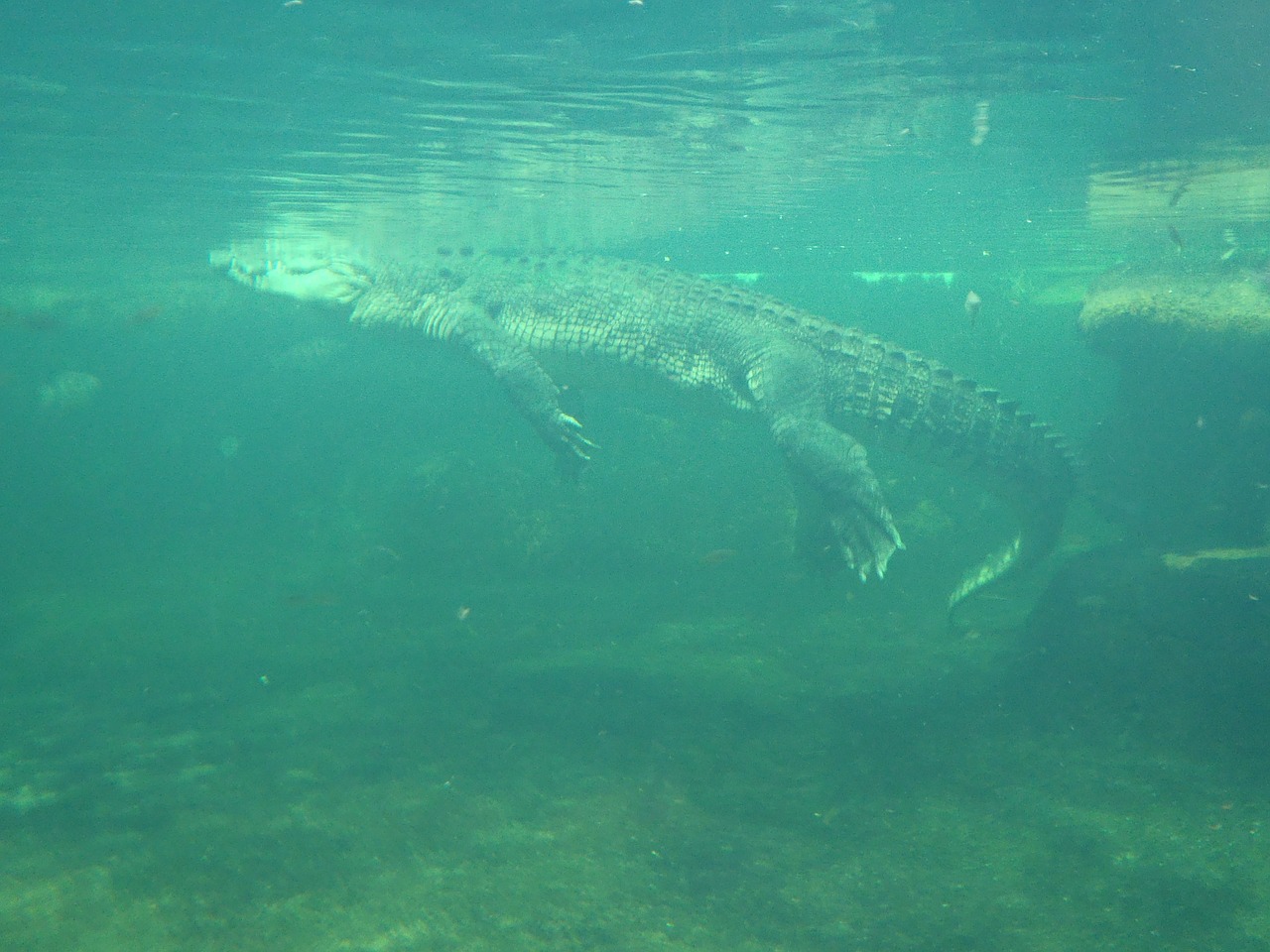 surfacing crocodile alligator under water wild animals free photo