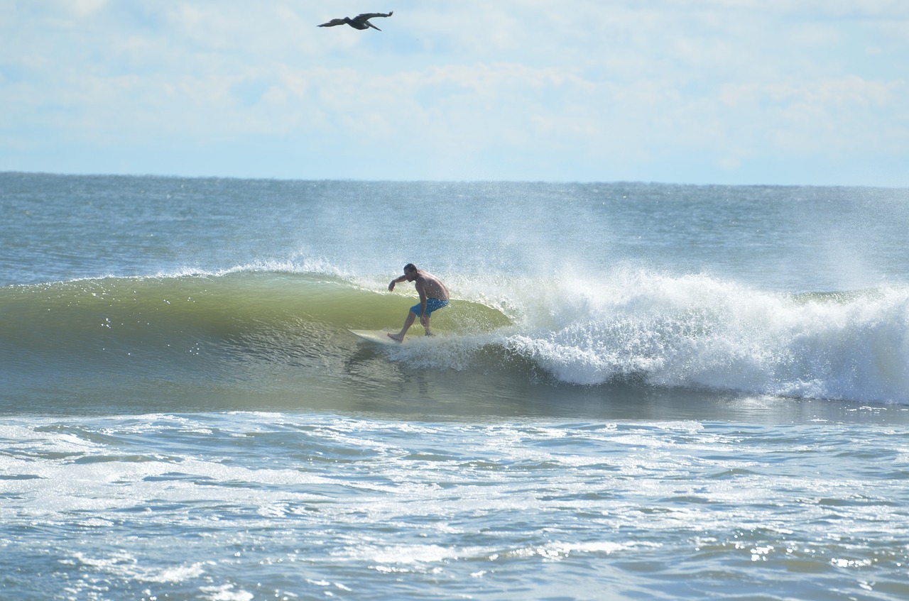 surfer surfing ocean free photo