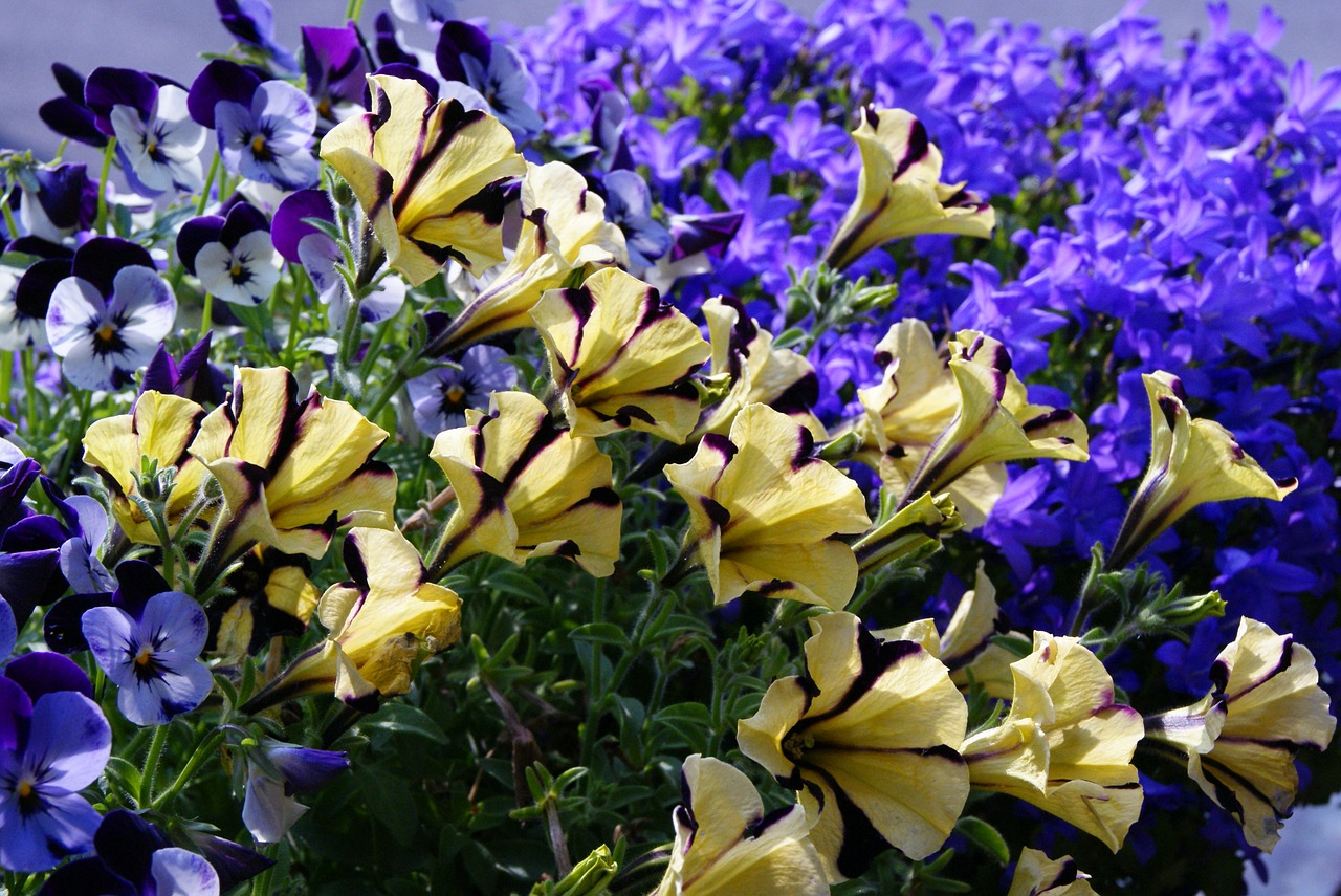 surfinia petunia bellflower free photo