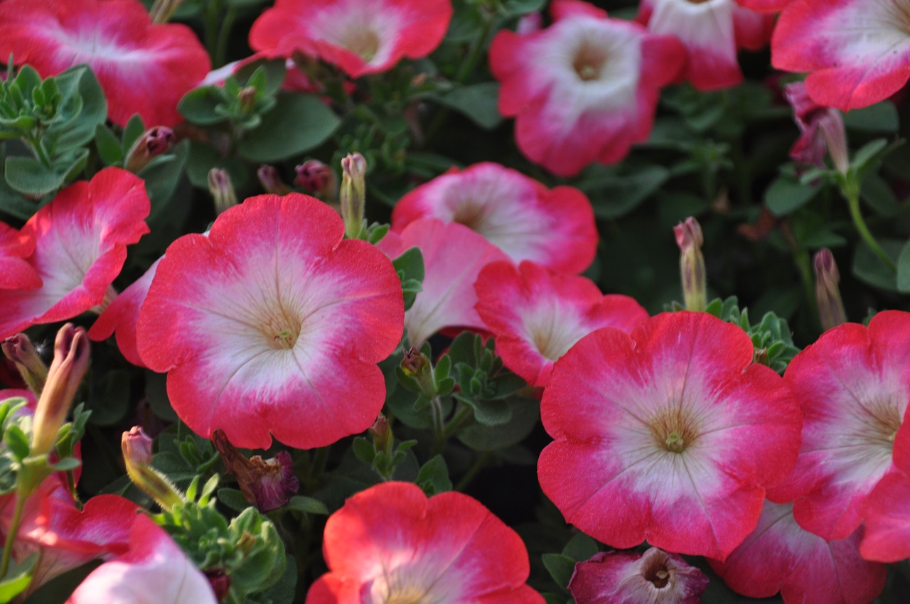 surfinie  petunia  flowers free photo